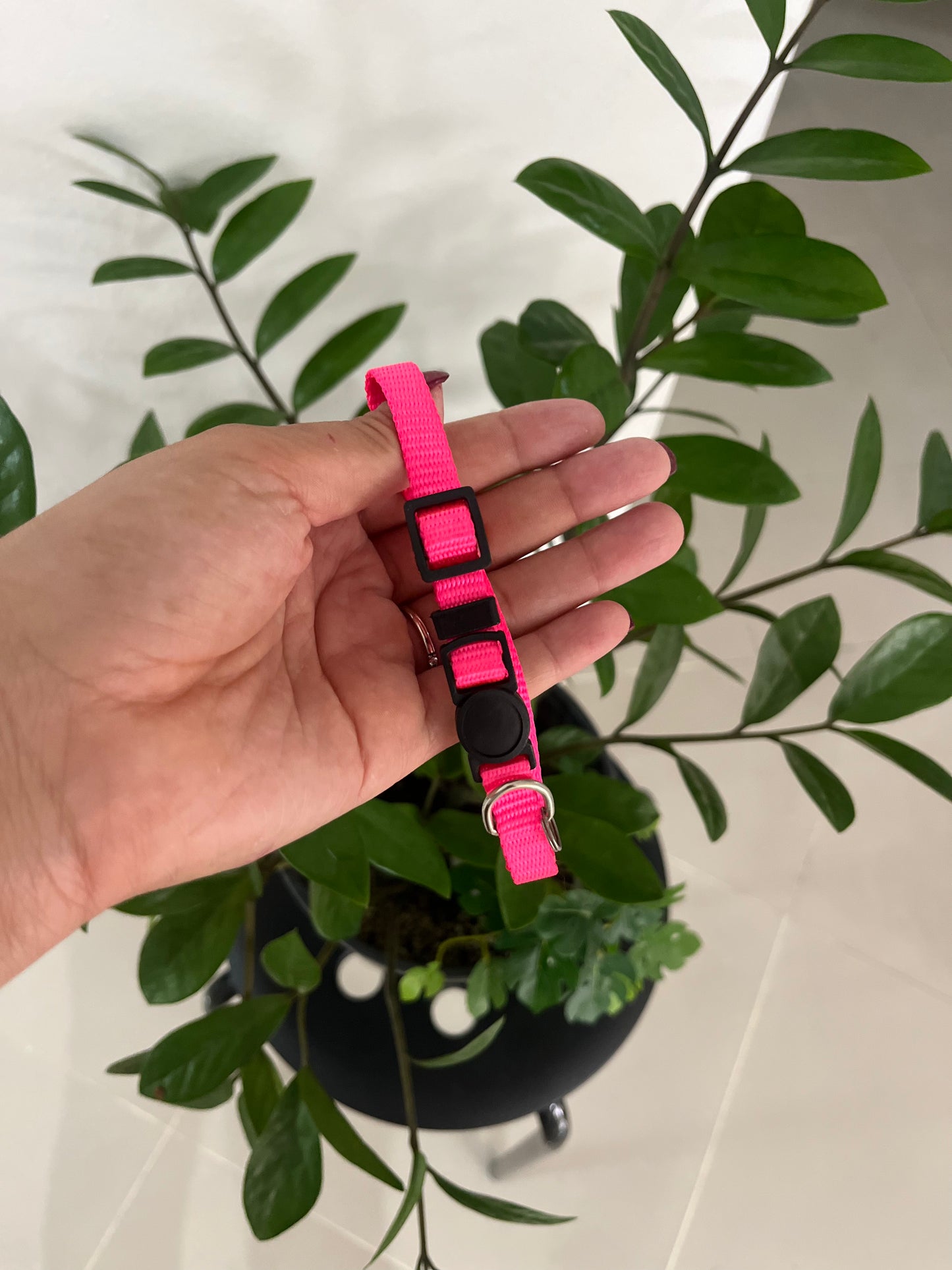 Set de Collar + Paseador Liso Ajustable Small